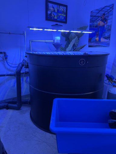 Schwarzer Wassertank mit blauer Beleuchtung und Pflanzen im Inneren.